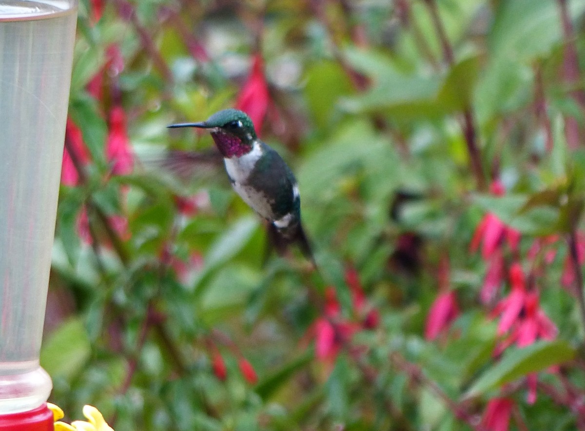 Colibri de Mulsant - ML642172872