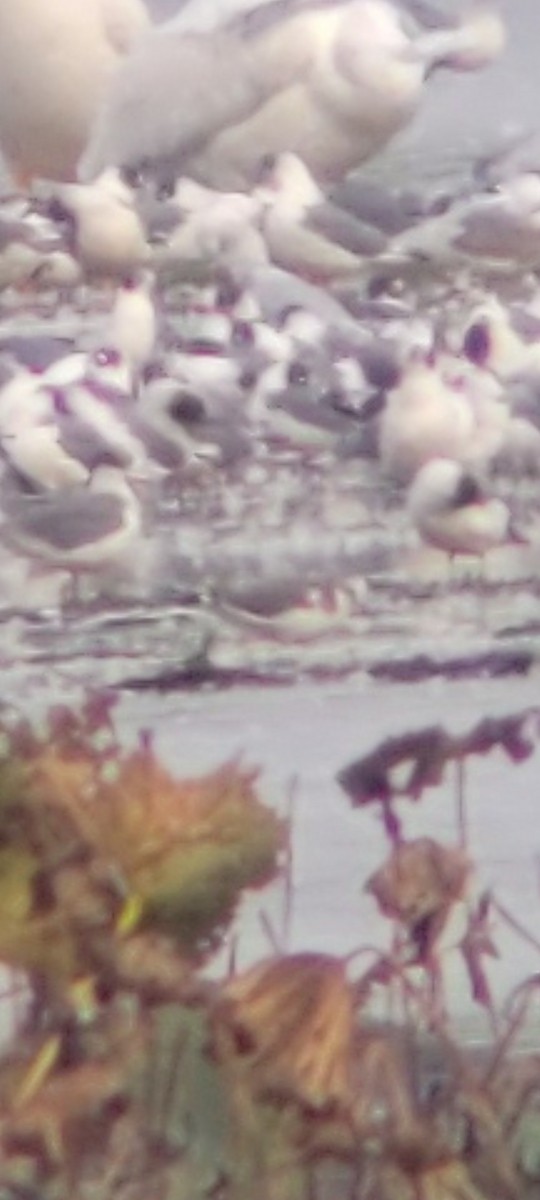 Mouette de Sabine - ML642172882