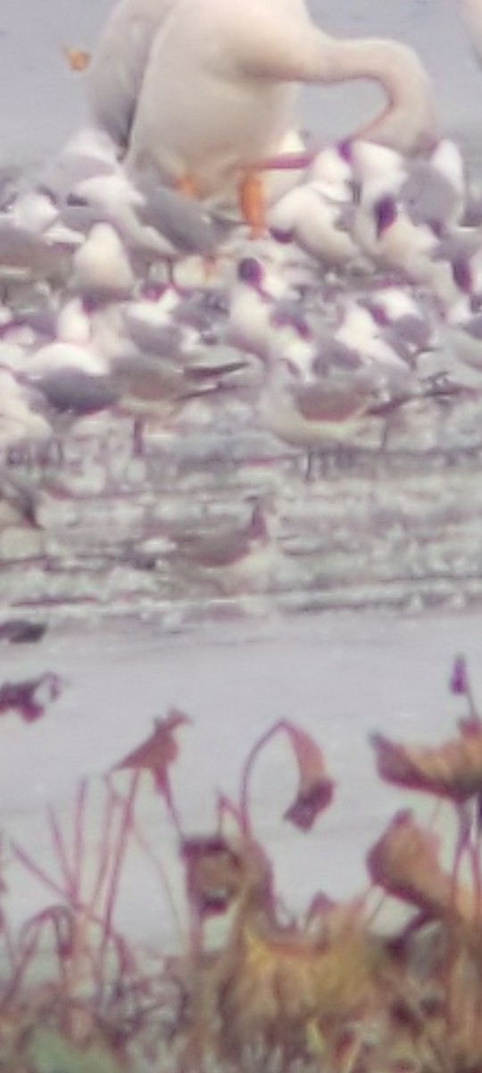 Mouette de Sabine - ML642172883