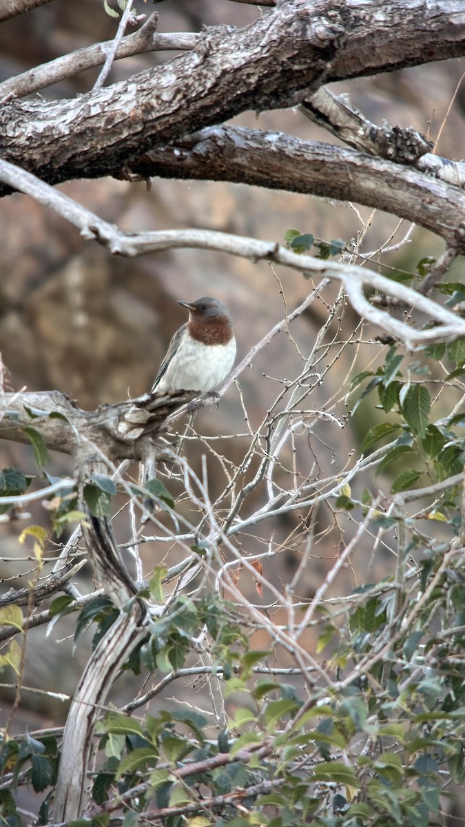 Grive à gorge rousse - ML642172900
