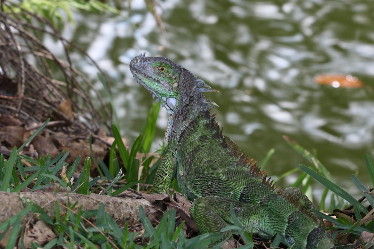 Green Iguana - ML642172904