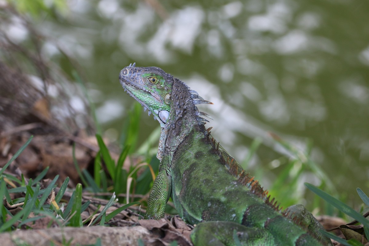 Green Iguana - ML642172905