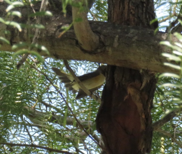 American Redstart - ML642172913