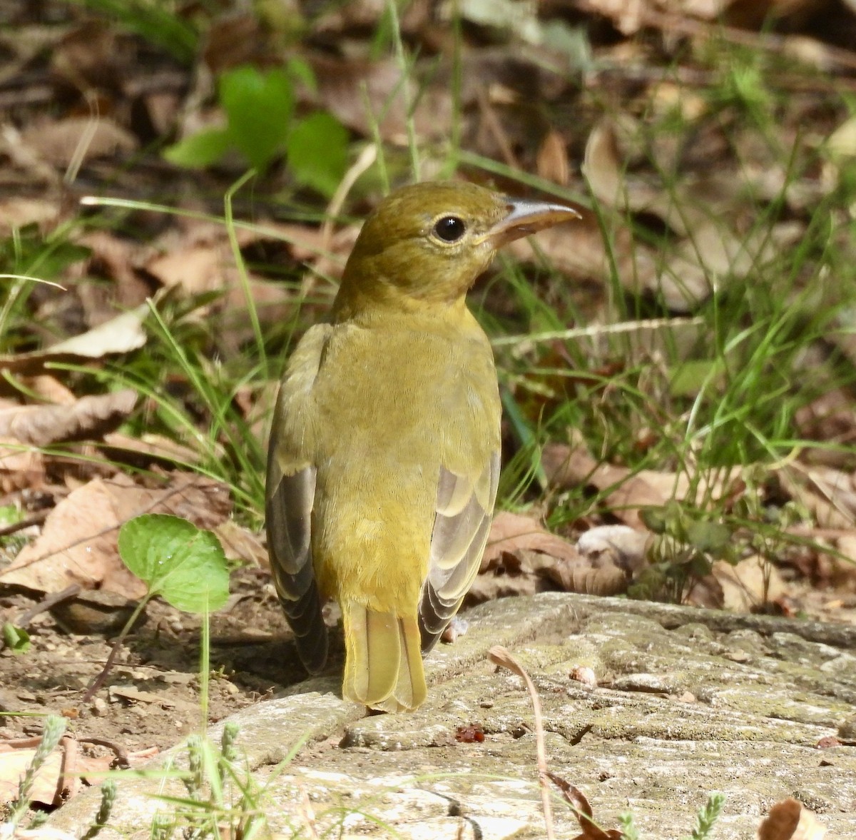 Summer Tanager - ML642172915