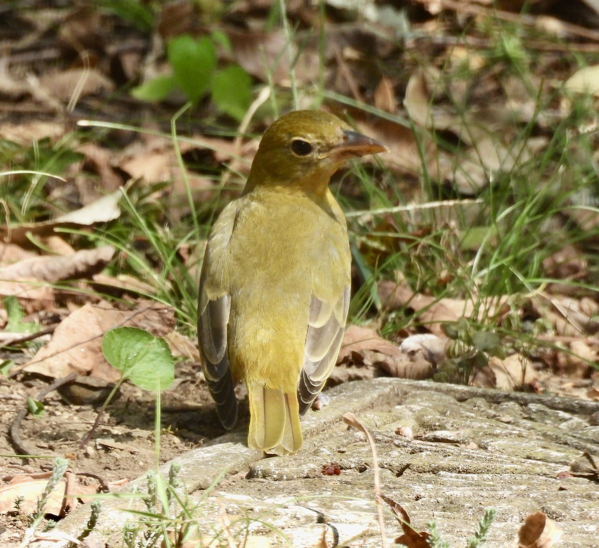 Summer Tanager - ML642172916