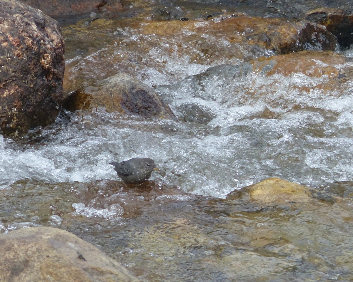American Dipper - ML642172921