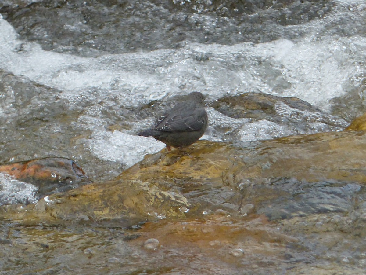 American Dipper - ML642172922
