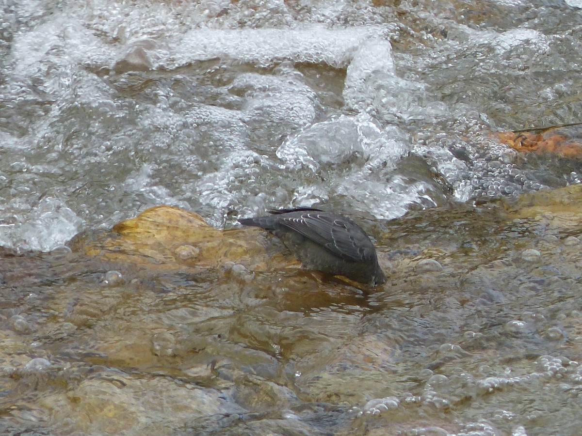 American Dipper - ML642172923