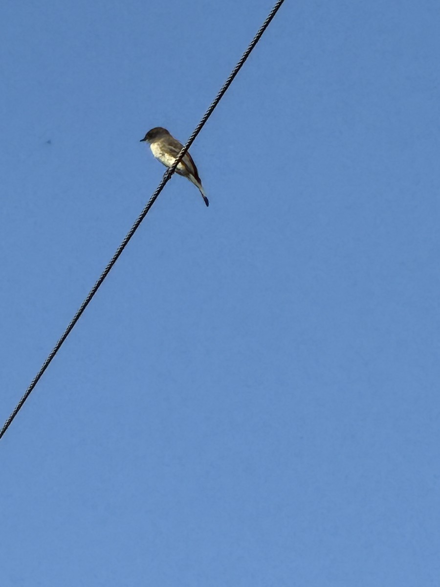Eastern Phoebe - ML642172930