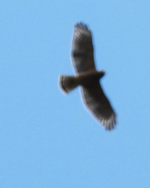 Red-shouldered Hawk - ML642172931