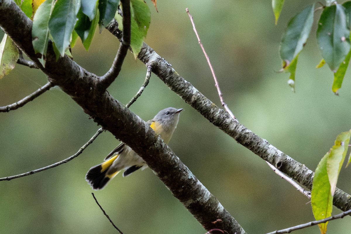 American Redstart - ML642172932