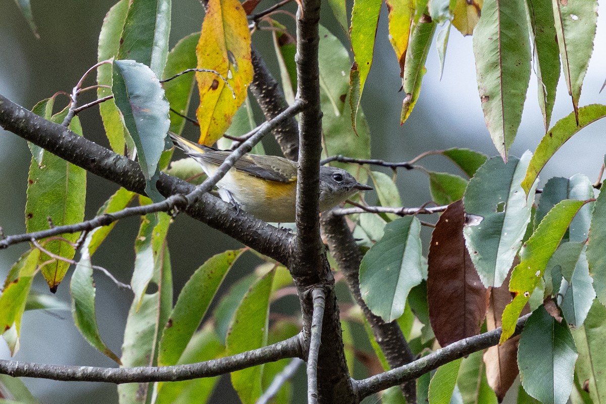 American Redstart - ML642172933