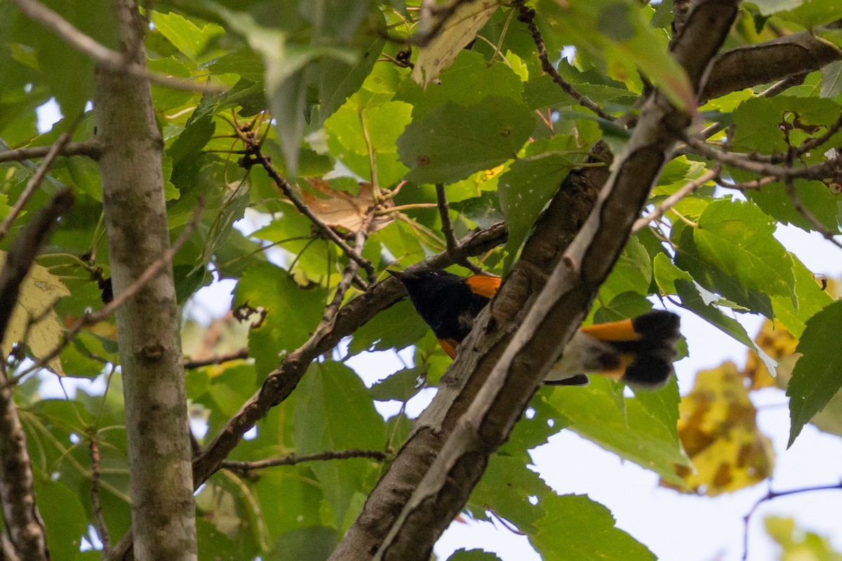 American Redstart - ML642172934