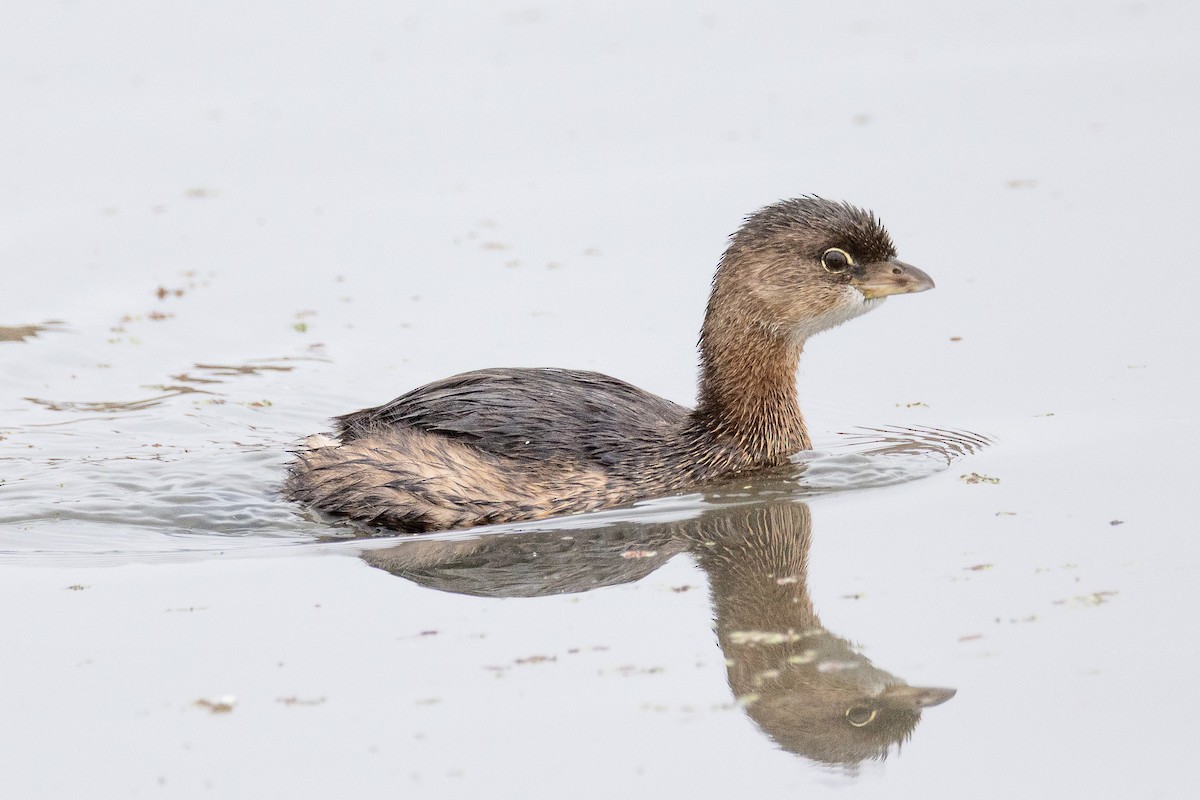 Pied-billed Grebe - ML642172935
