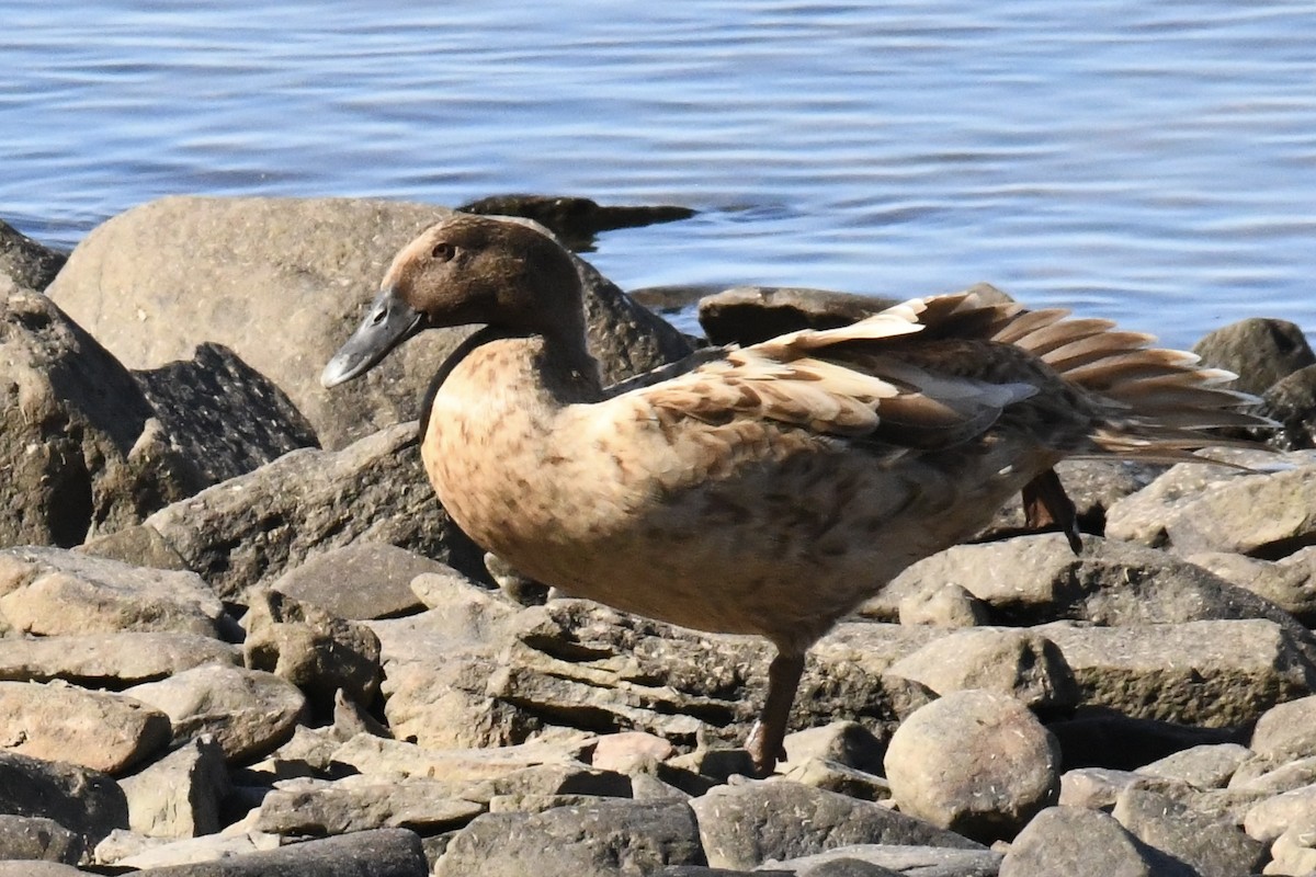 Mallard (Domestic type) - ML642172936