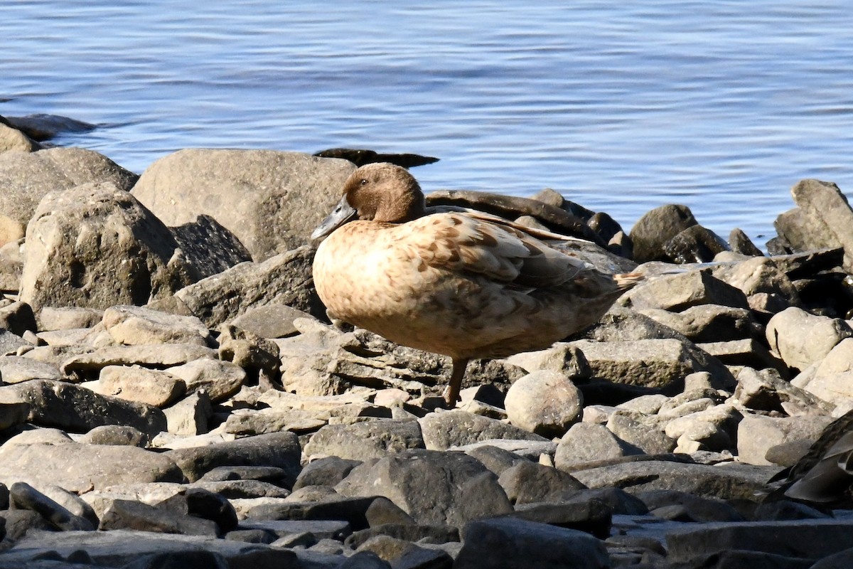 Mallard (Domestic type) - ML642172937