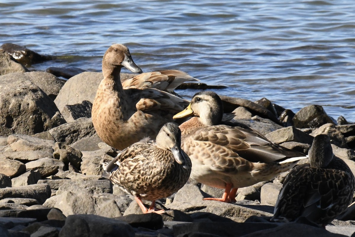 Mallard (Domestic type) - ML642172938