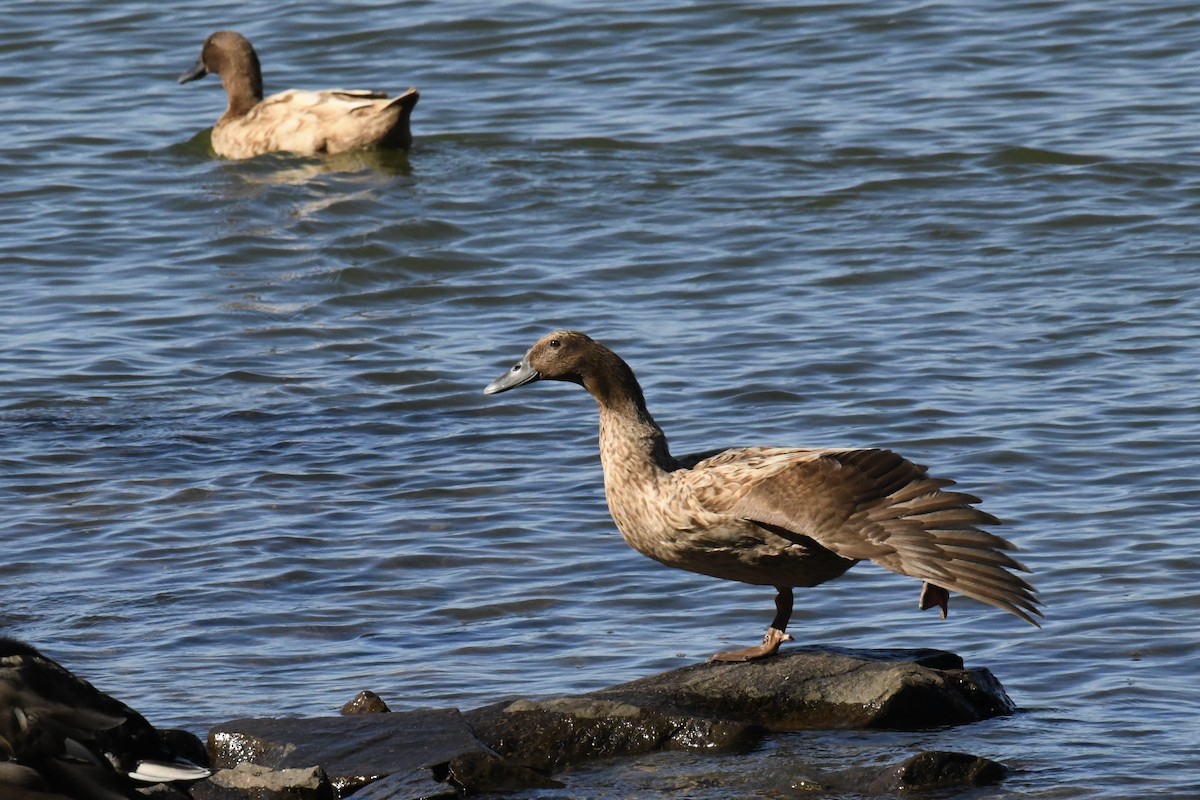 Mallard (Domestic type) - ML642172939