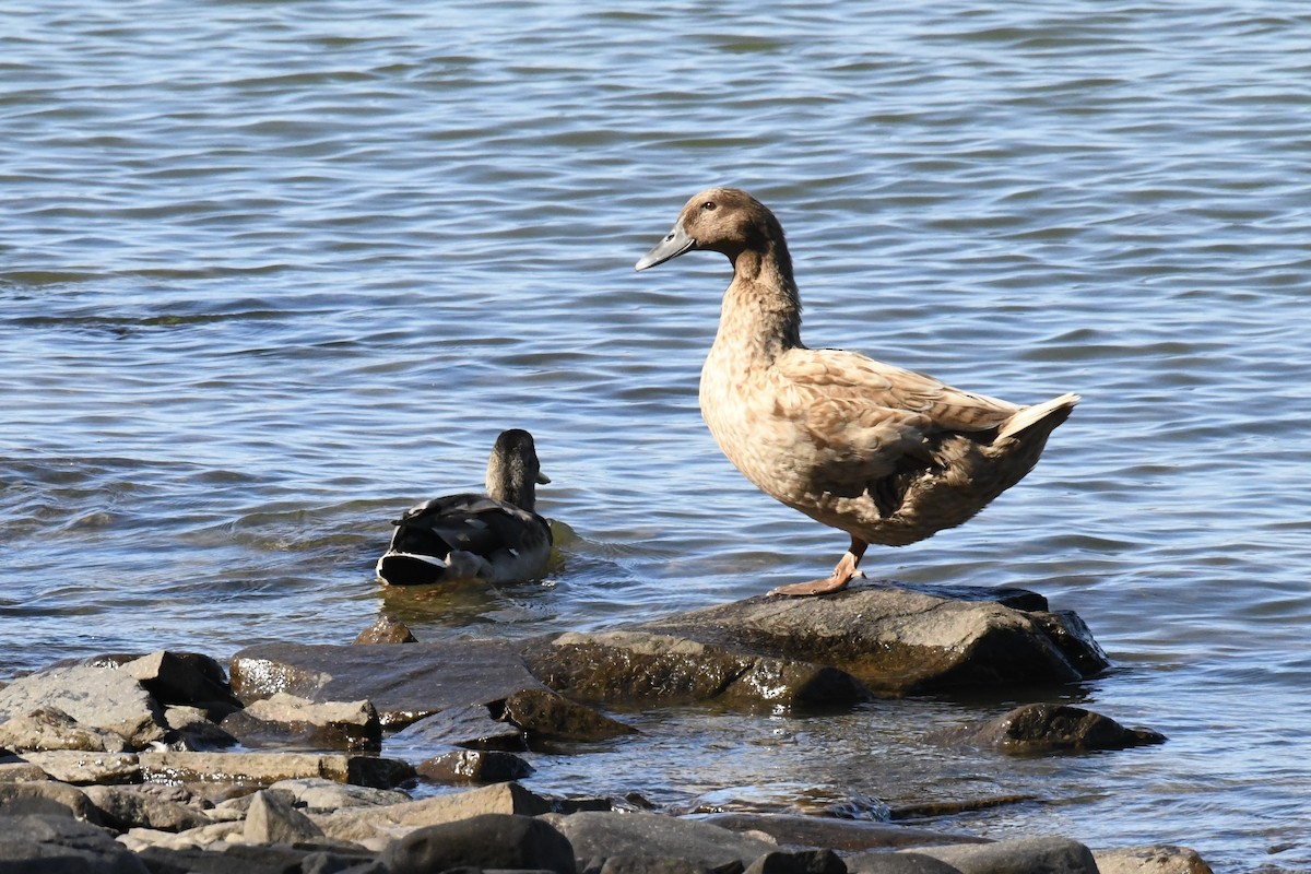 Mallard (Domestic type) - ML642172940