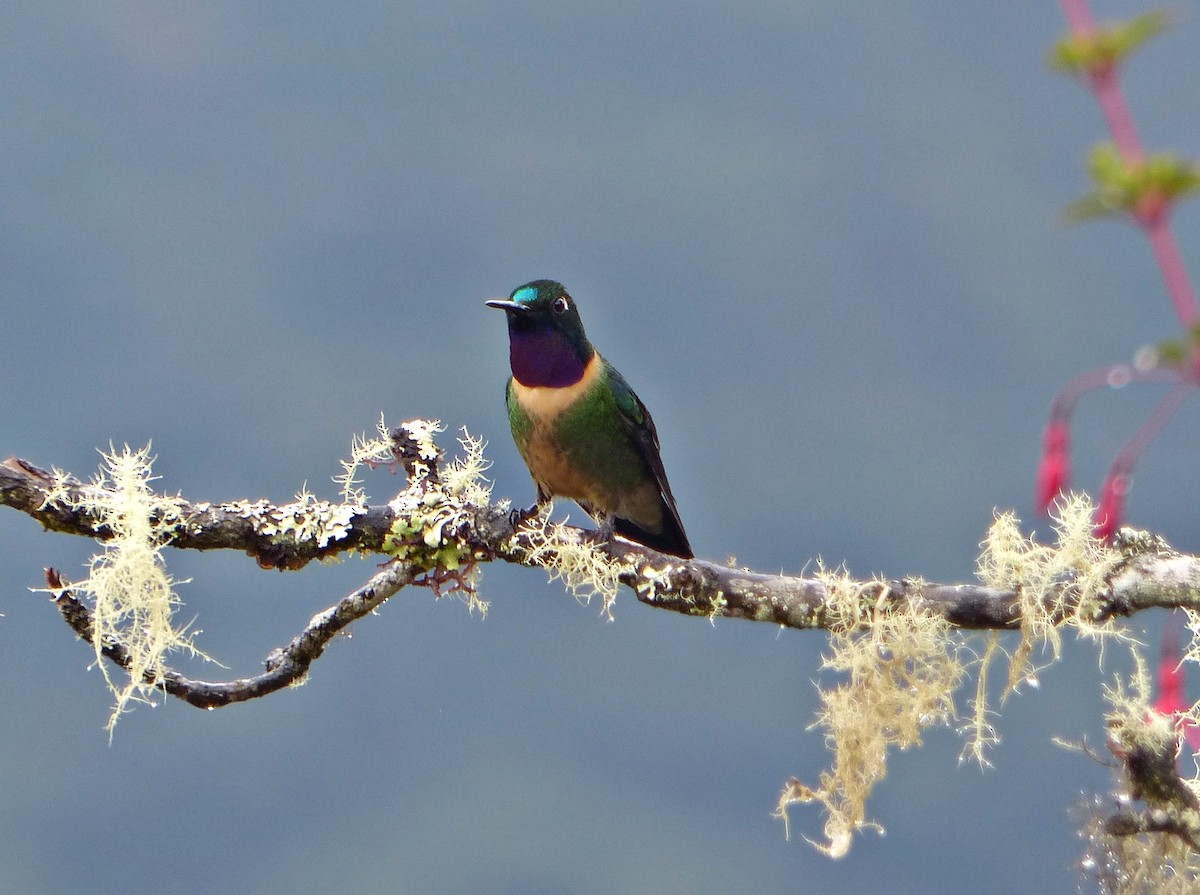 Amethyst-throated Sunangel - ML642172942