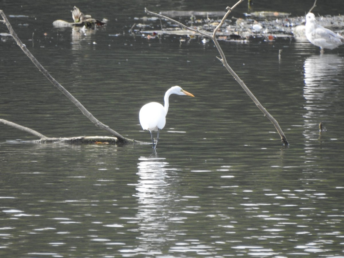Great Egret - ML642172945