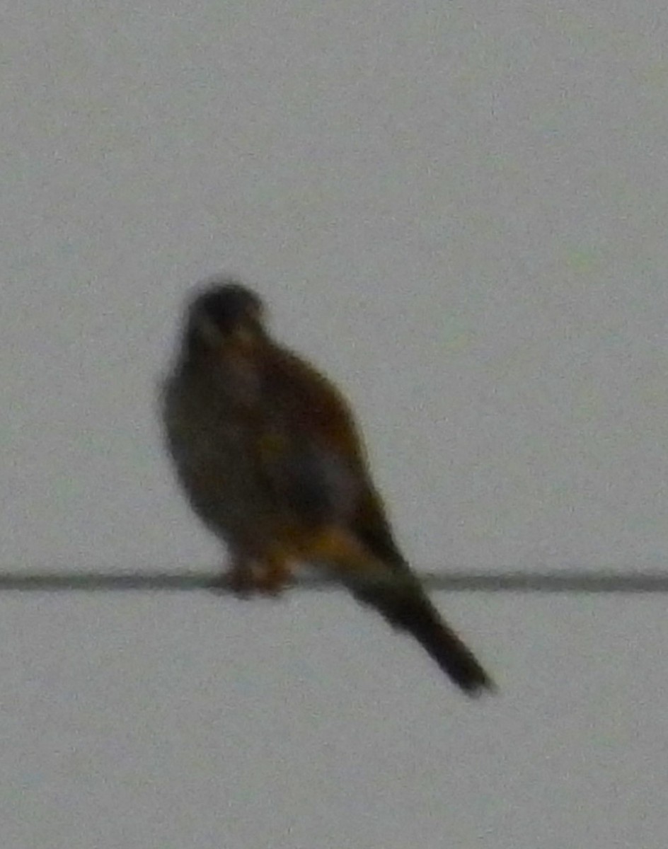 American Kestrel - ML642172948