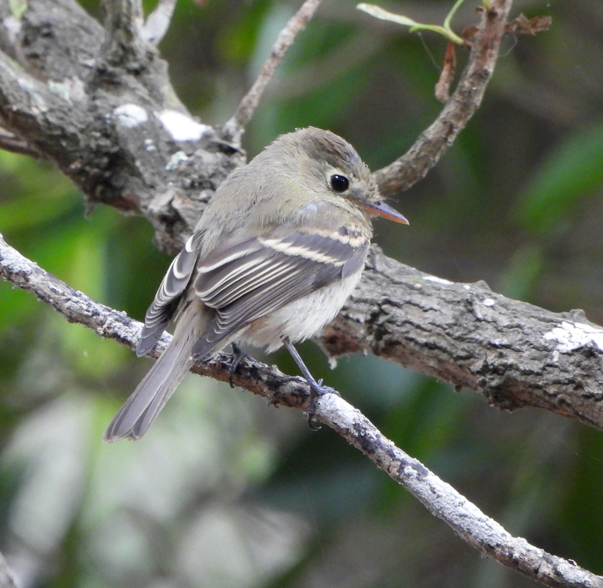 Western Flycatcher (Pacific-slope) - ML642172949