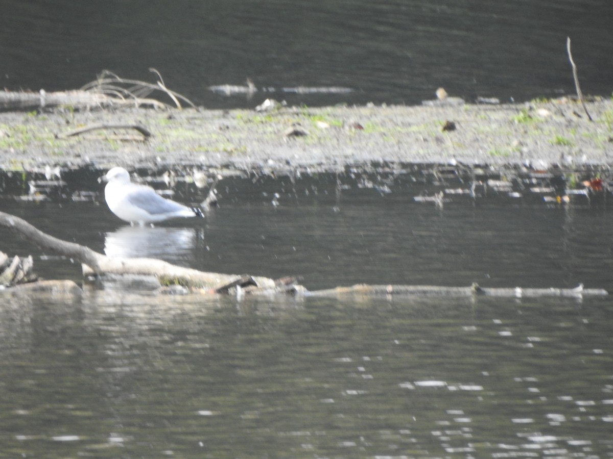 Ring-billed Gull - ML642172950