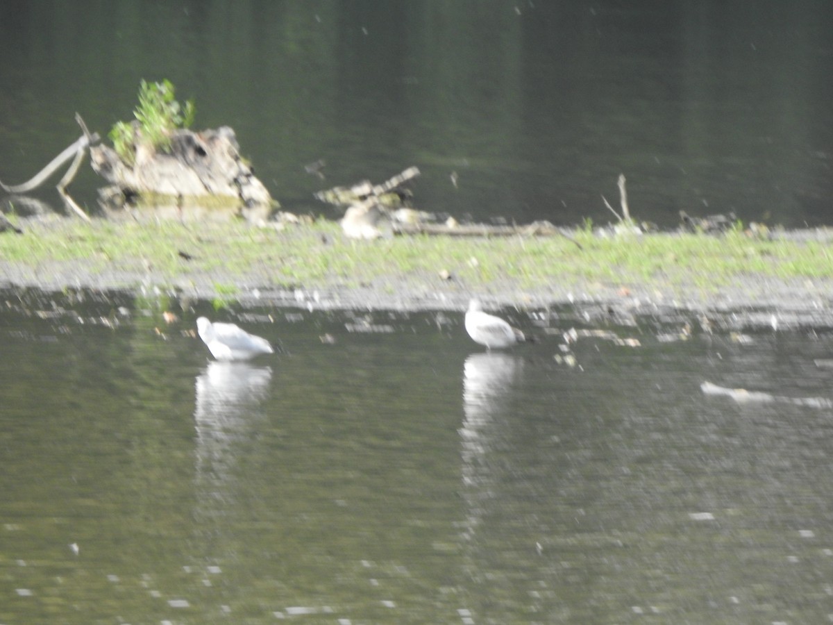Ring-billed Gull - ML642172951