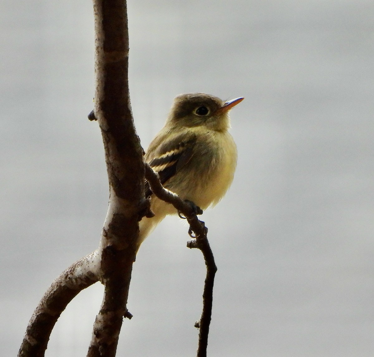Western Flycatcher (Pacific-slope) - ML642172952