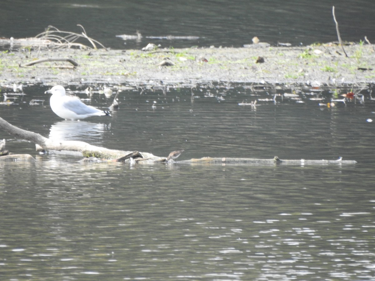 Least Sandpiper - ML642172959