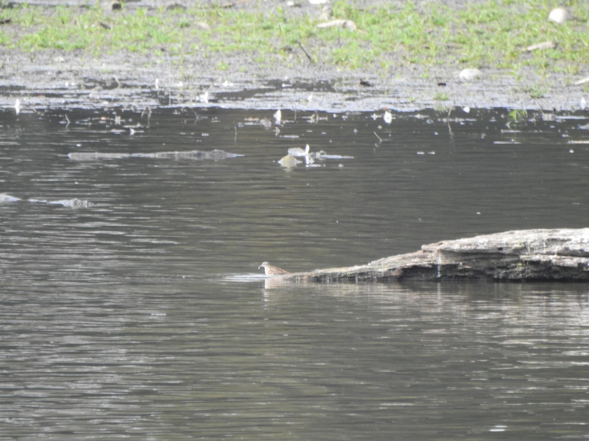Least Sandpiper - ML642172960