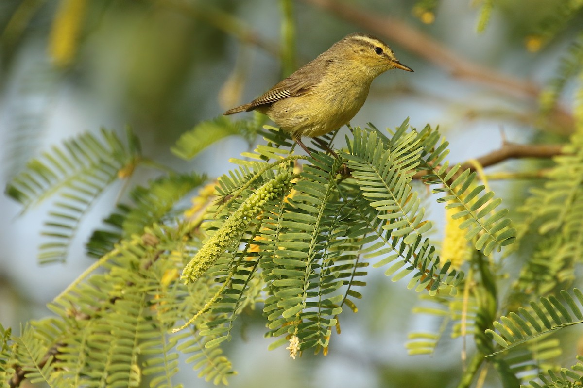 黃腹柳鶯(affinis/perflavus) - ML642172981