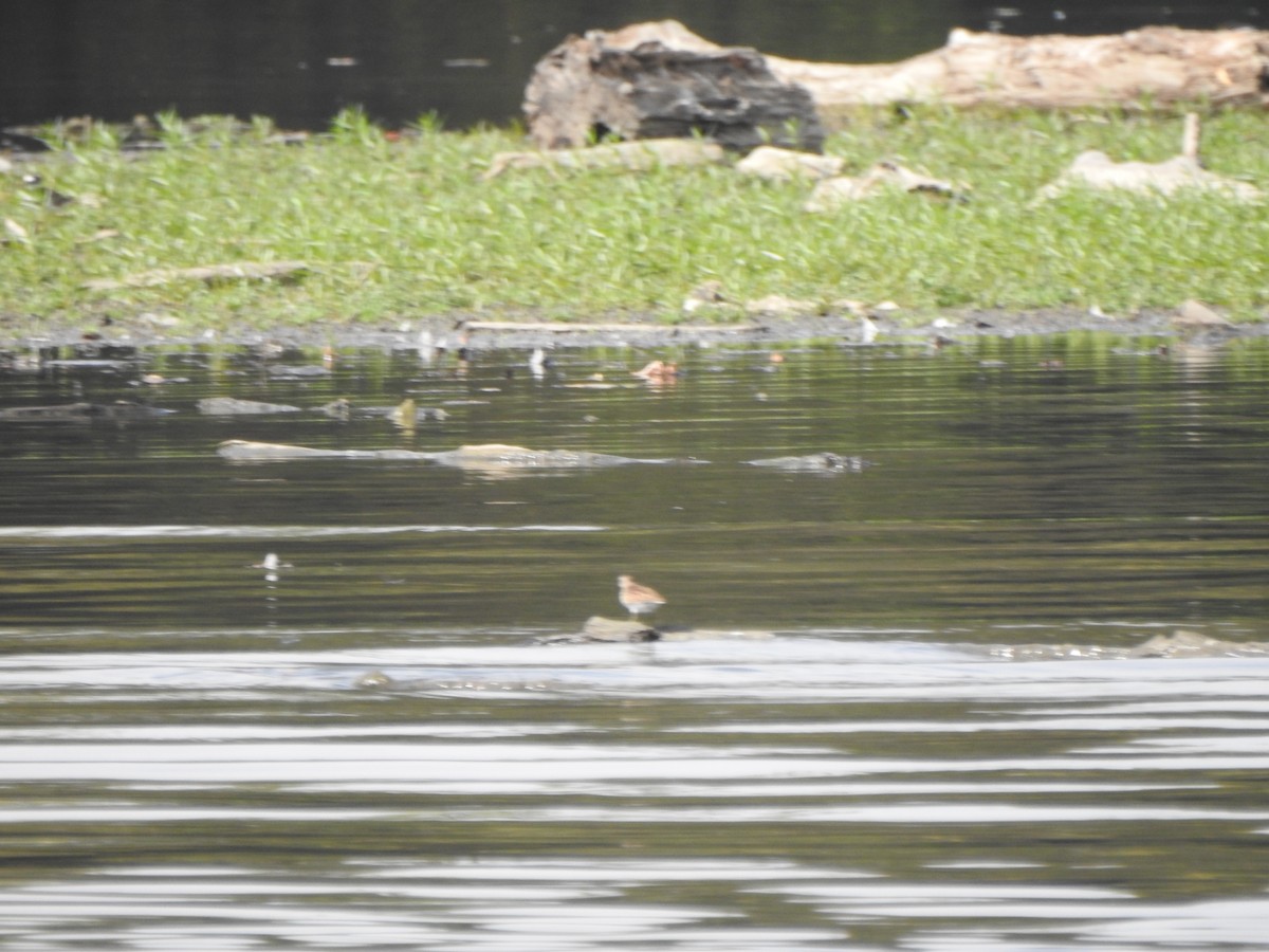 Least Sandpiper - ML642172984