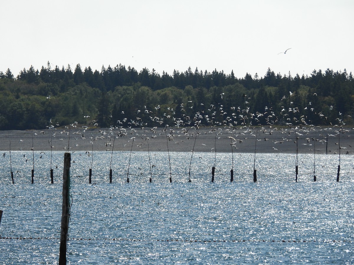 American Herring Gull - ML642173032
