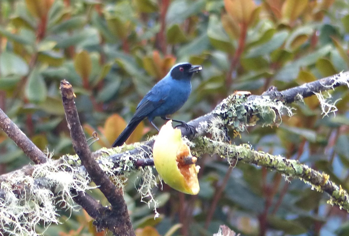 Masked Flowerpiercer - ML642173042