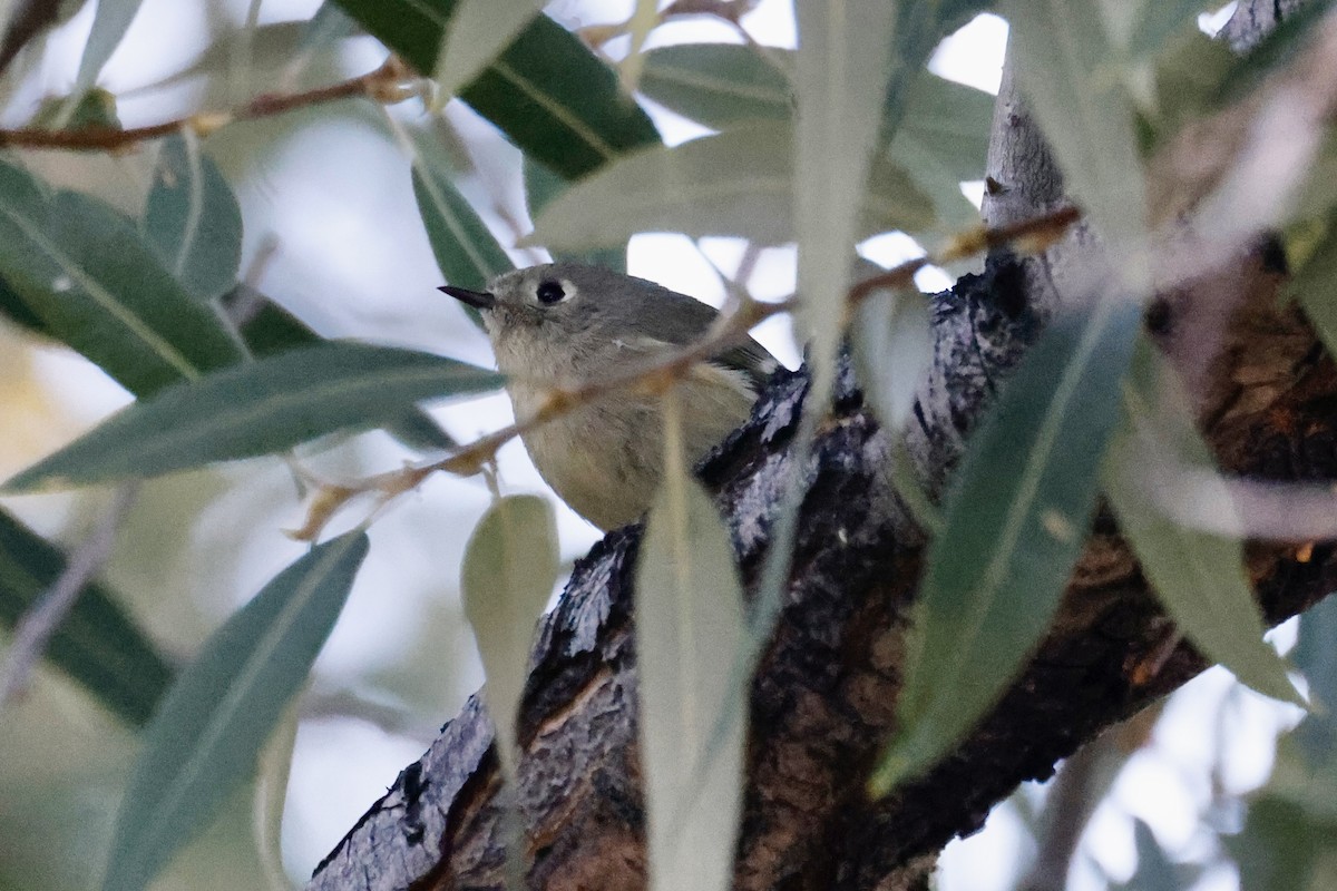 Ruby-crowned Kinglet - ML642173044