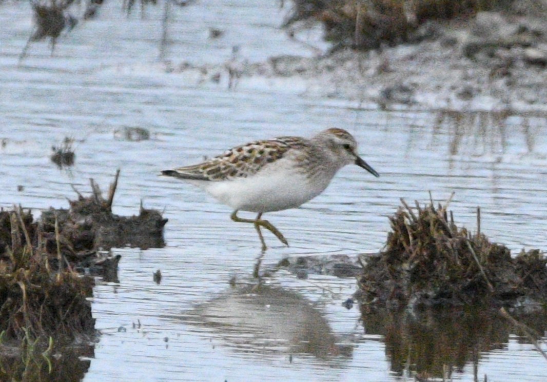 Least Sandpiper - ML642173047