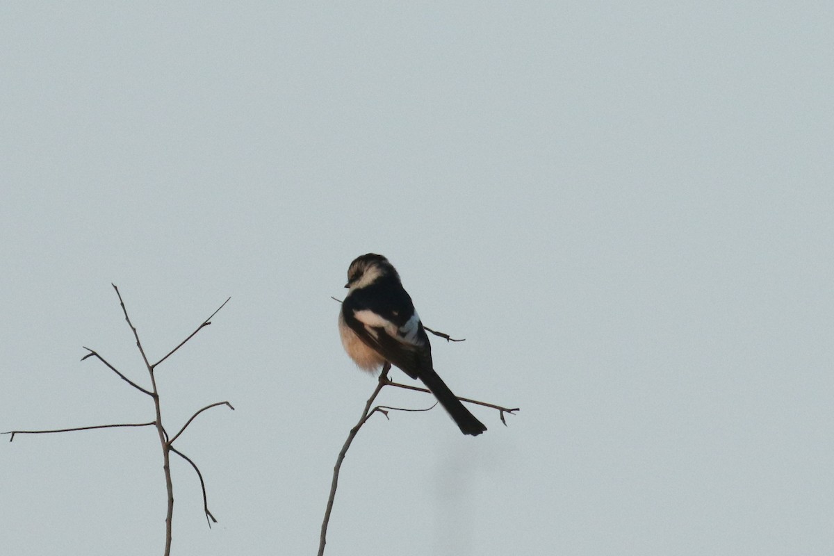 Jerdon's Minivet - ML642173062