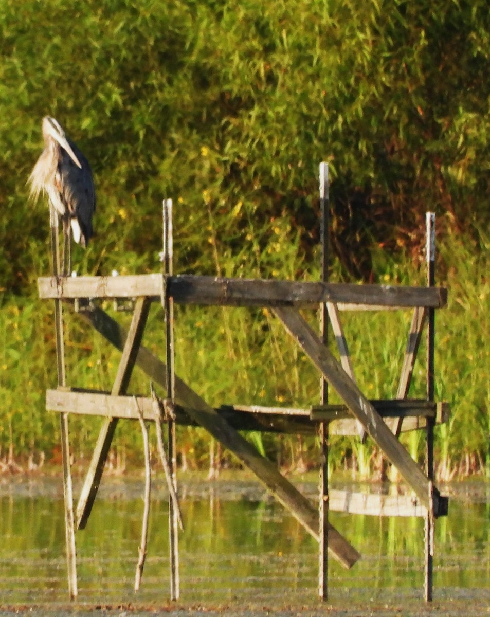 Great Blue Heron (Great Blue) - ML642173064