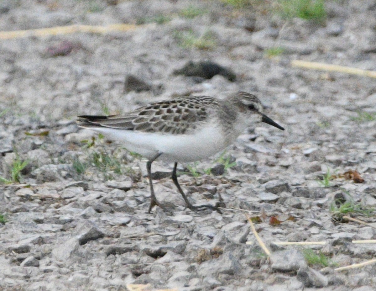 Semipalmated Sandpiper - ML642173068