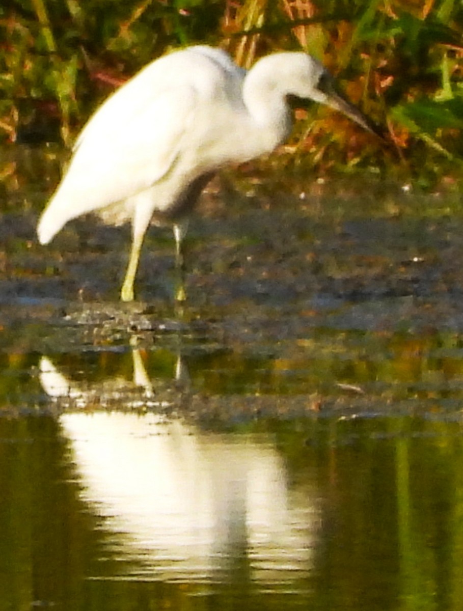 Little Blue Heron - ML642173070