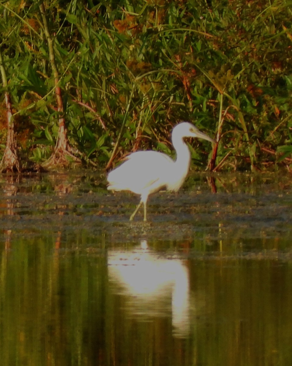 Little Blue Heron - ML642173071