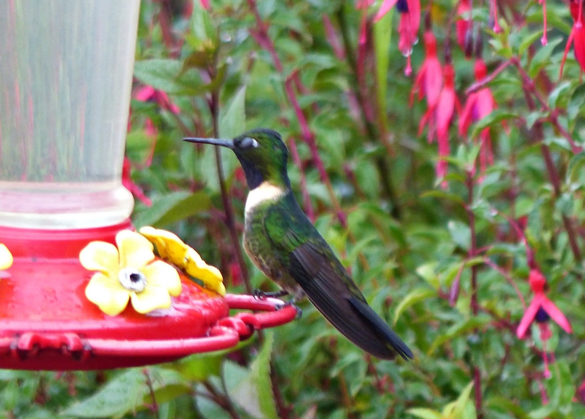 Amethyst-throated Sunangel - ML642173072