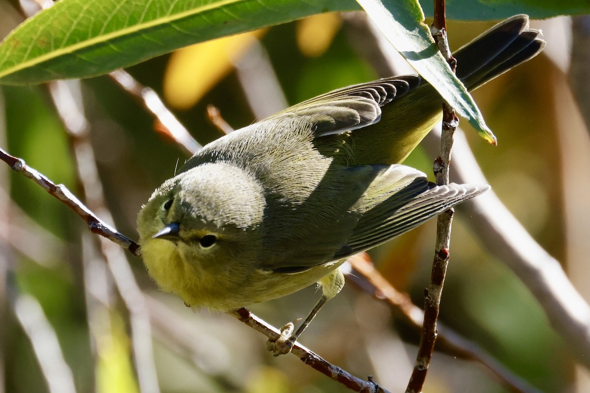 Orange-crowned Warbler - ML642173082