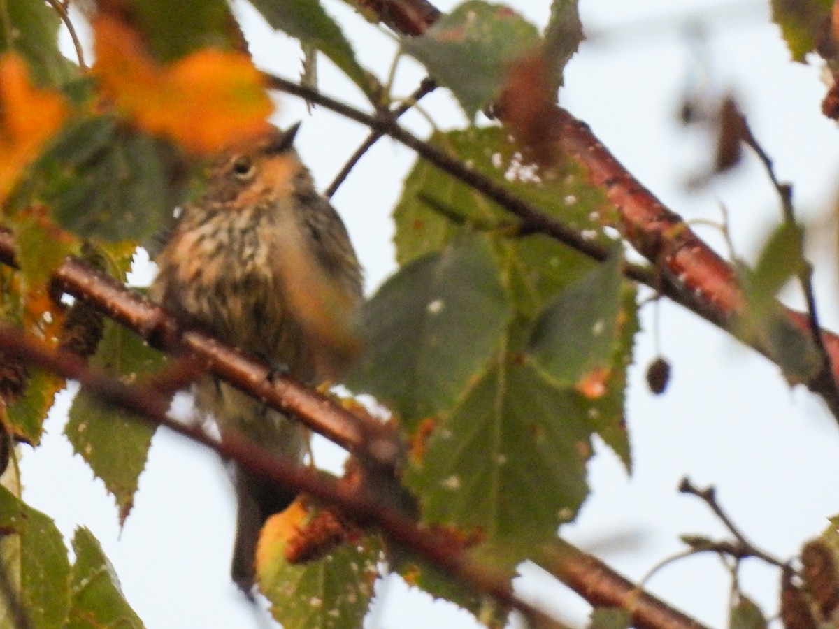 Yellow-rumped Warbler - ML642173085