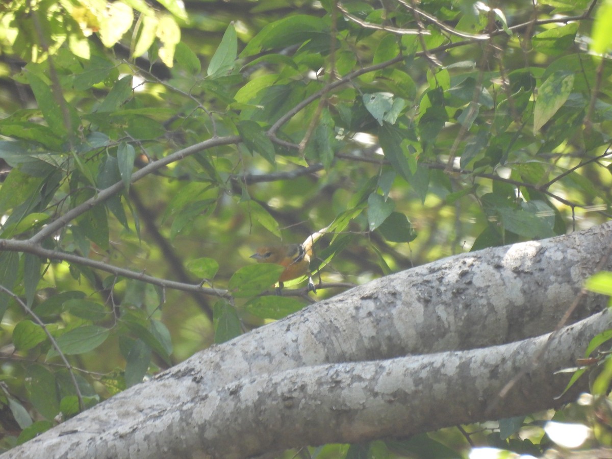 Baltimore Oriole - ML642173089