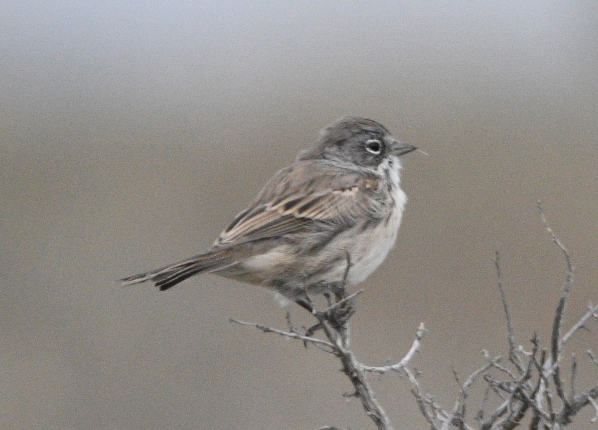 Sagebrush Sparrow - ML642173091
