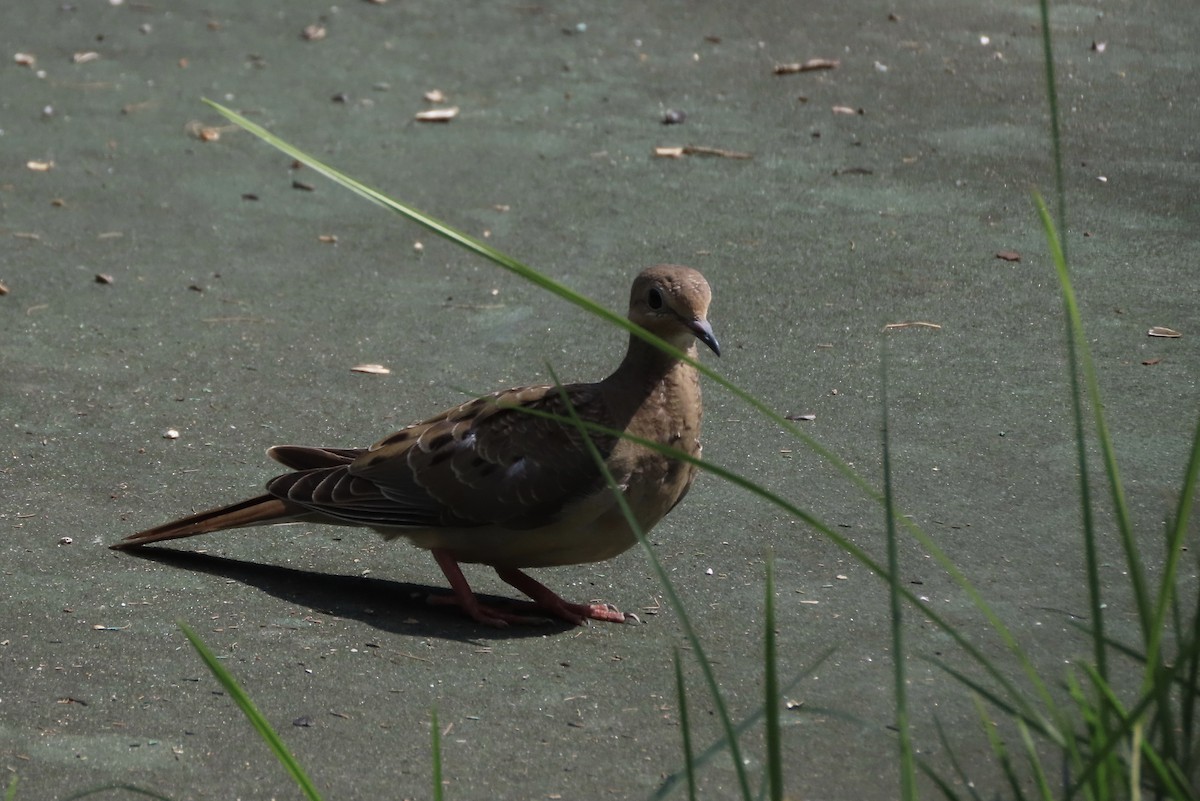 Mourning Dove - ML642173093