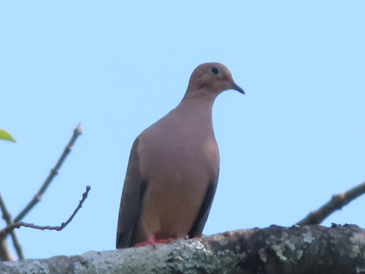 Mourning Dove - ML642173094